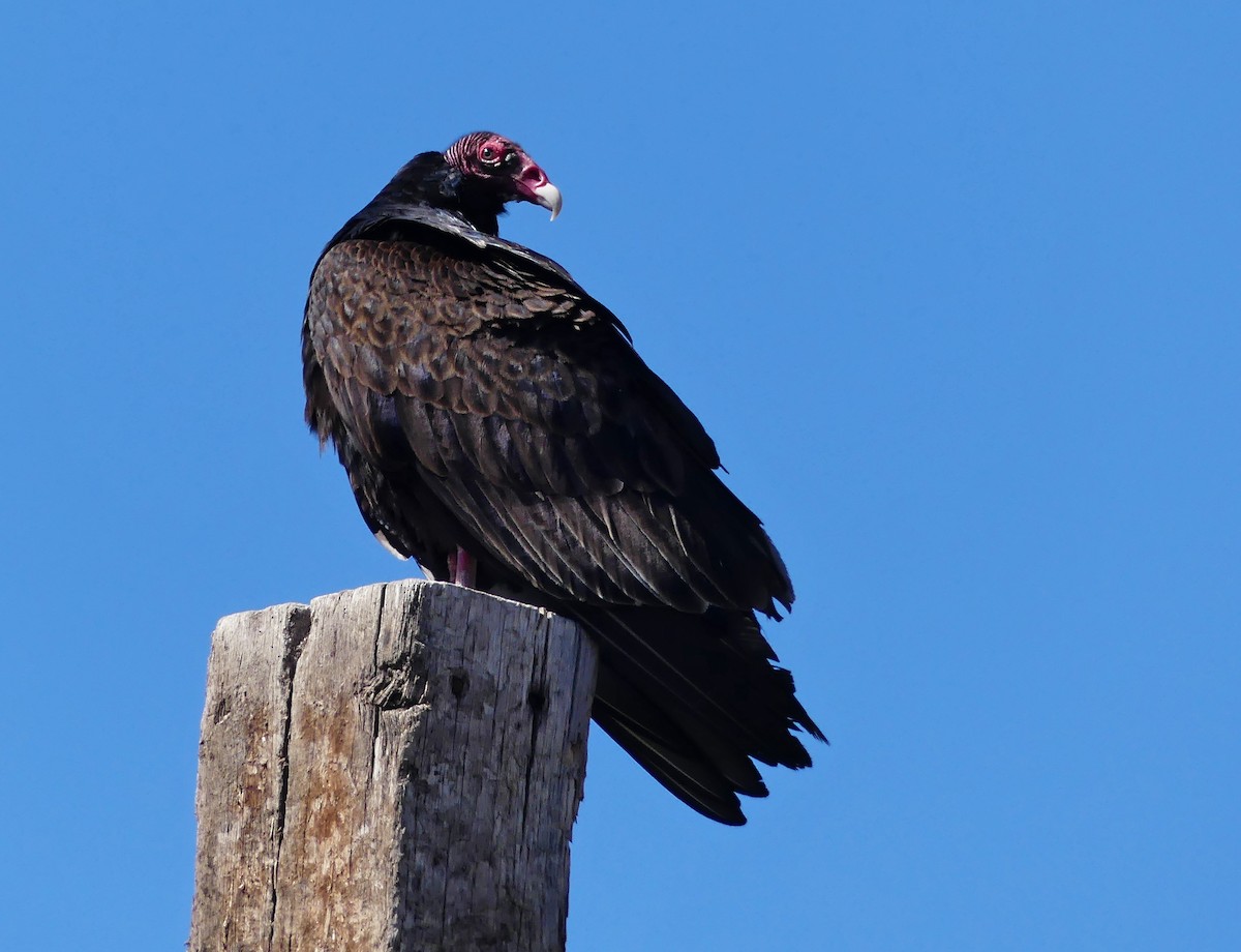 Turkey Vulture - ML228697561