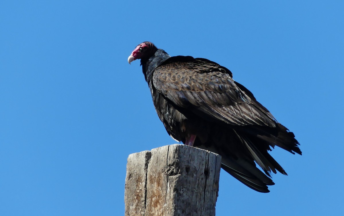 Turkey Vulture - ML228697571