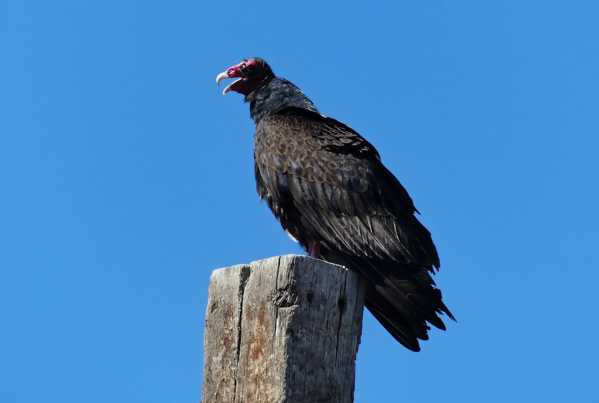 Turkey Vulture - ML228697581
