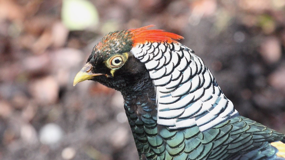 Lady Amherst's Pheasant - ML228698271