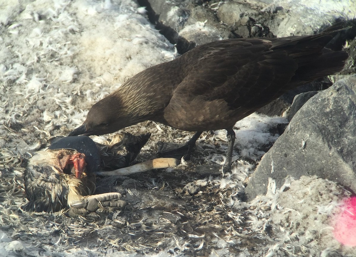 South Polar Skua - ML228698631