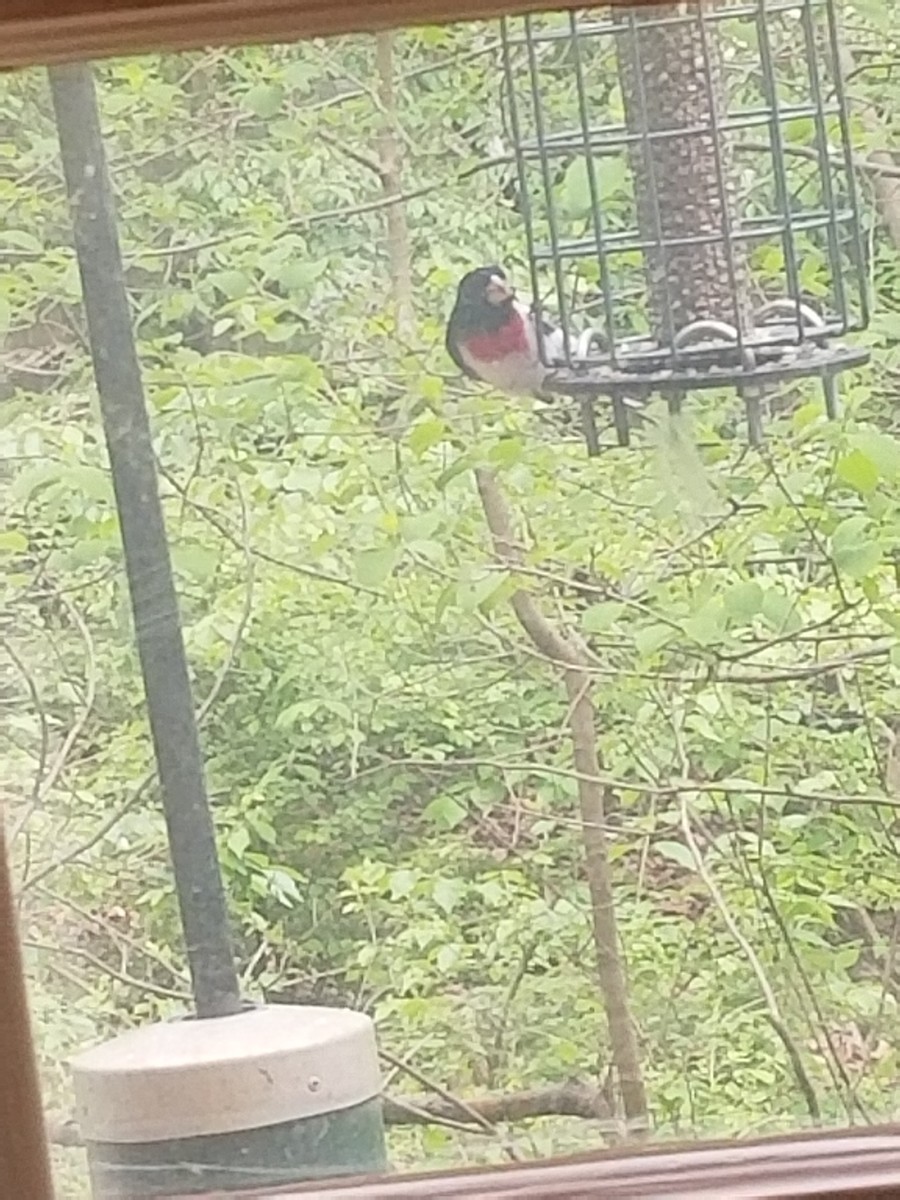 Cardinal à poitrine rose - ML228699251