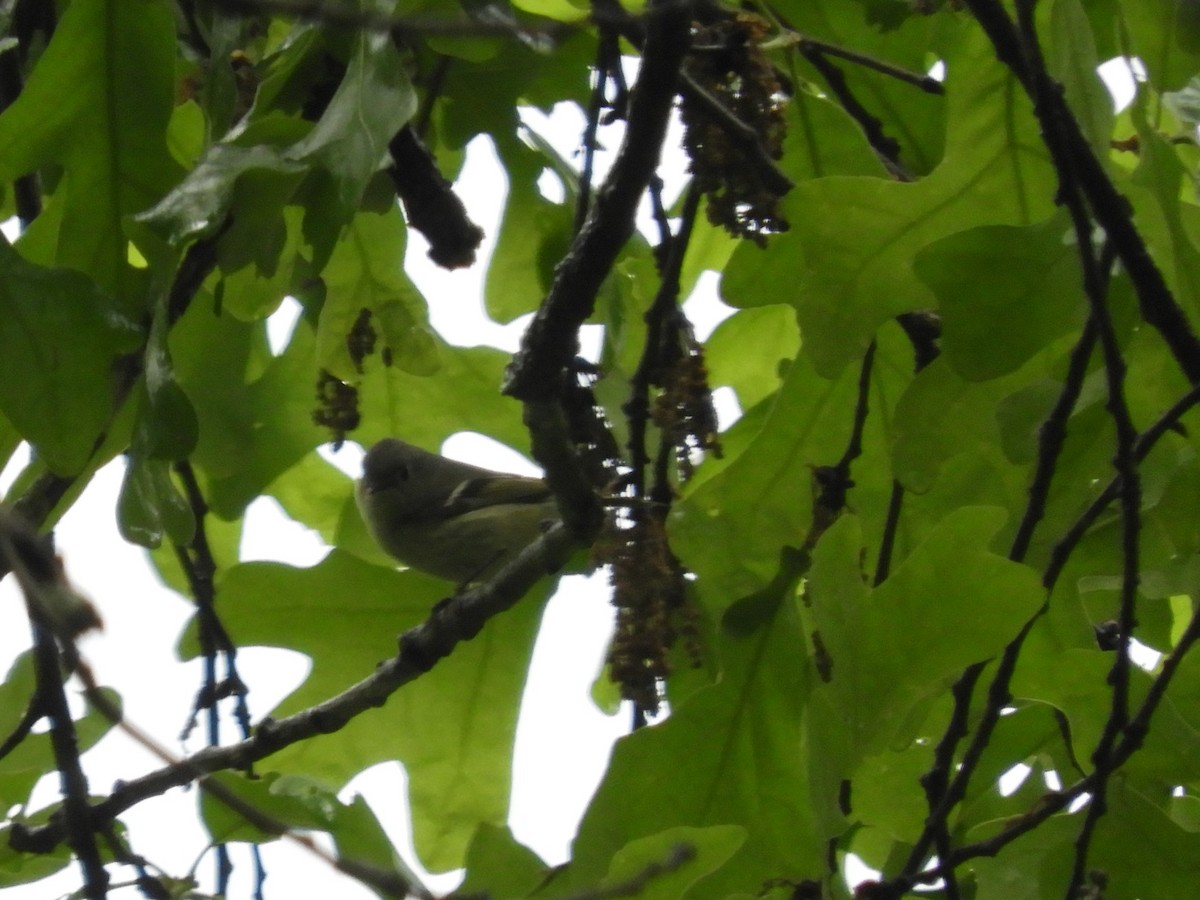 Ruby-crowned Kinglet - ML228699531