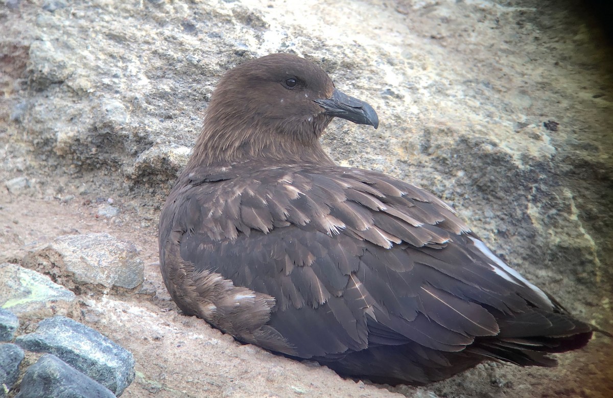 Brown Skua - ML228699751