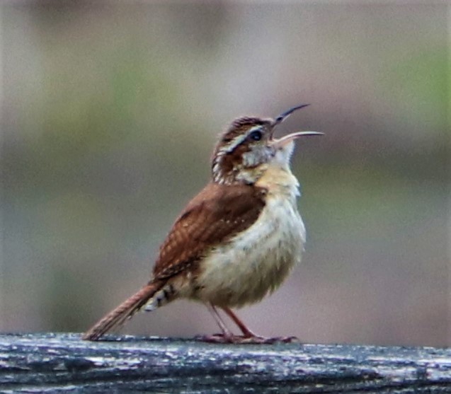 Carolina Wren - ML228700031