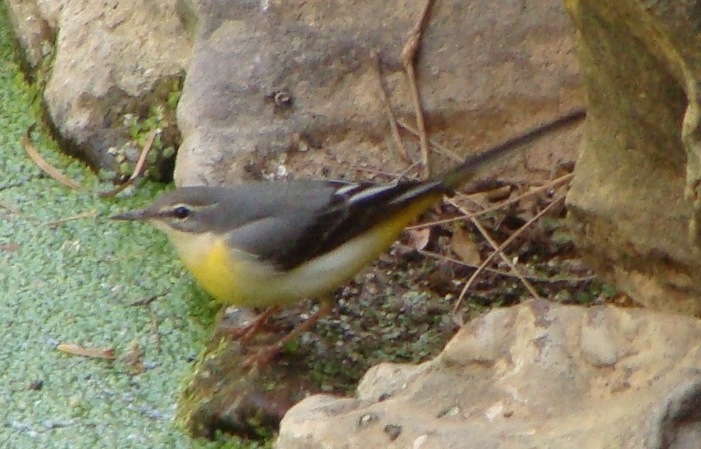 Gray Wagtail - ML228701291