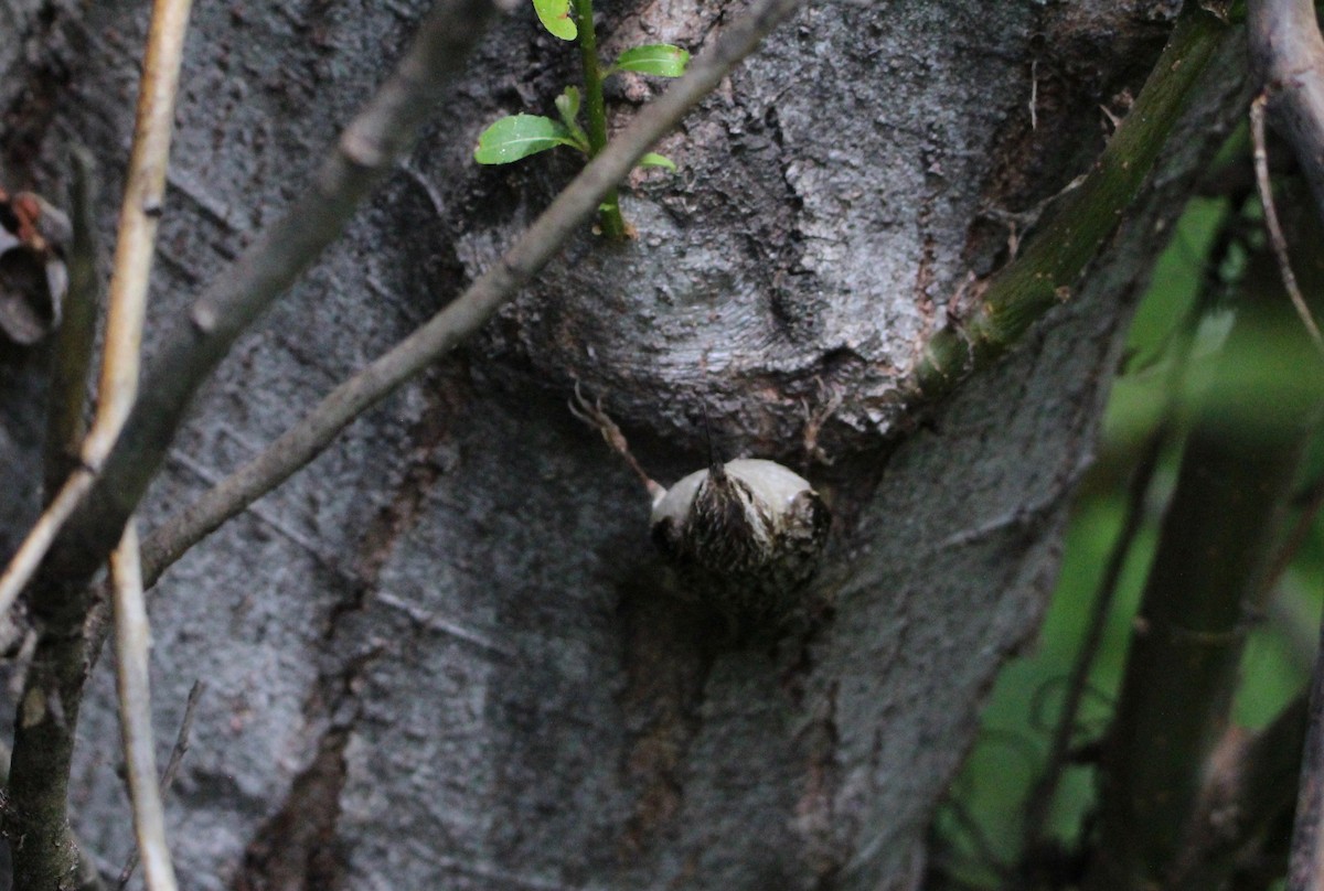 Brown Creeper - ML228703151