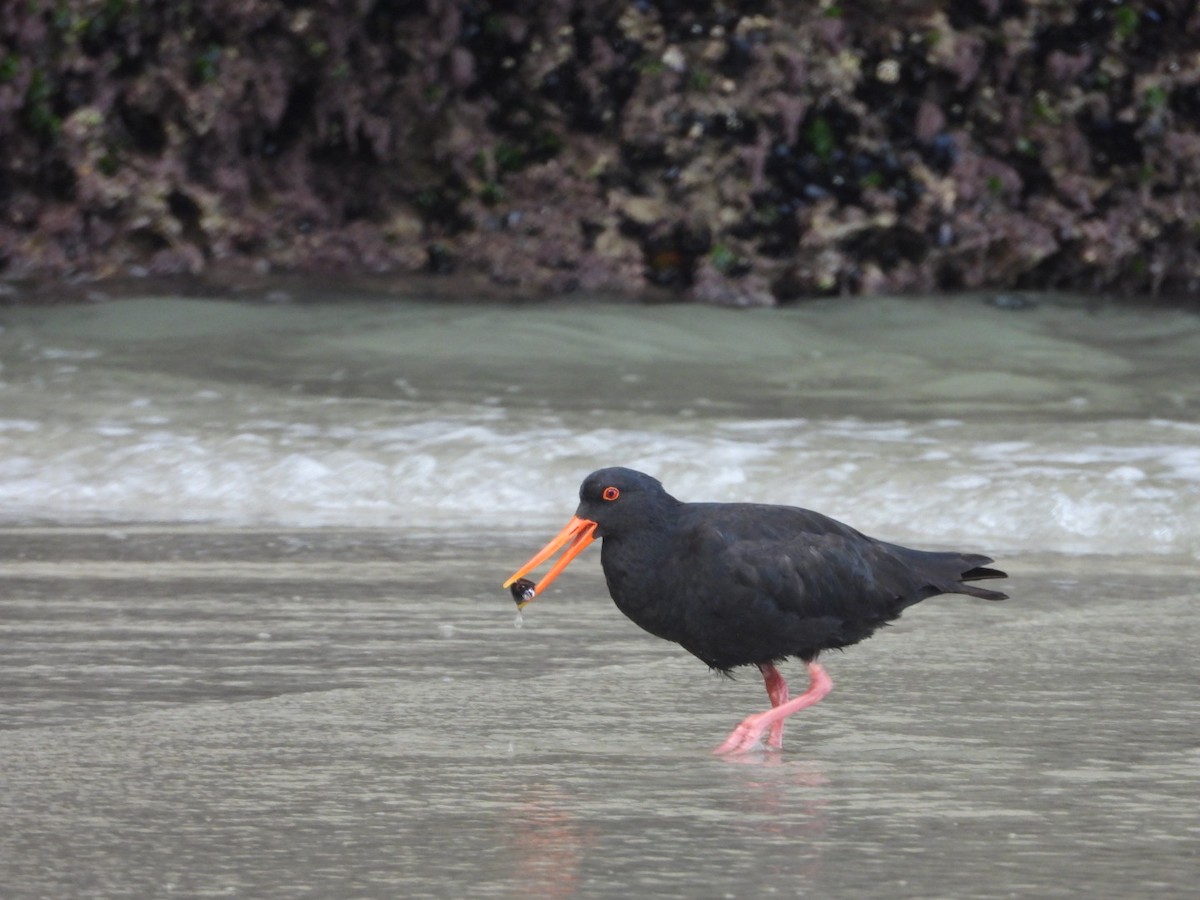 Variable Oystercatcher - ML228703451