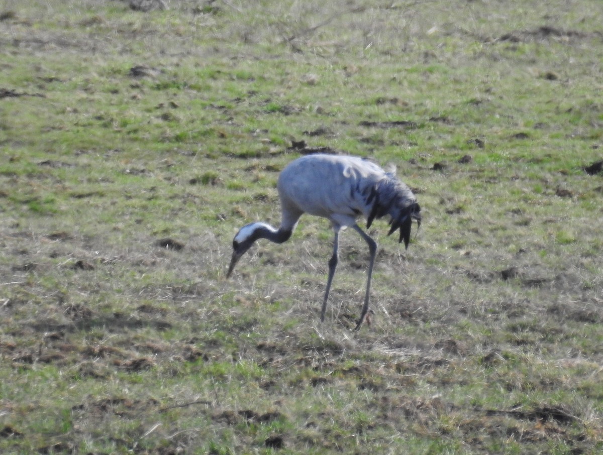 עגור אפור - ML228703481