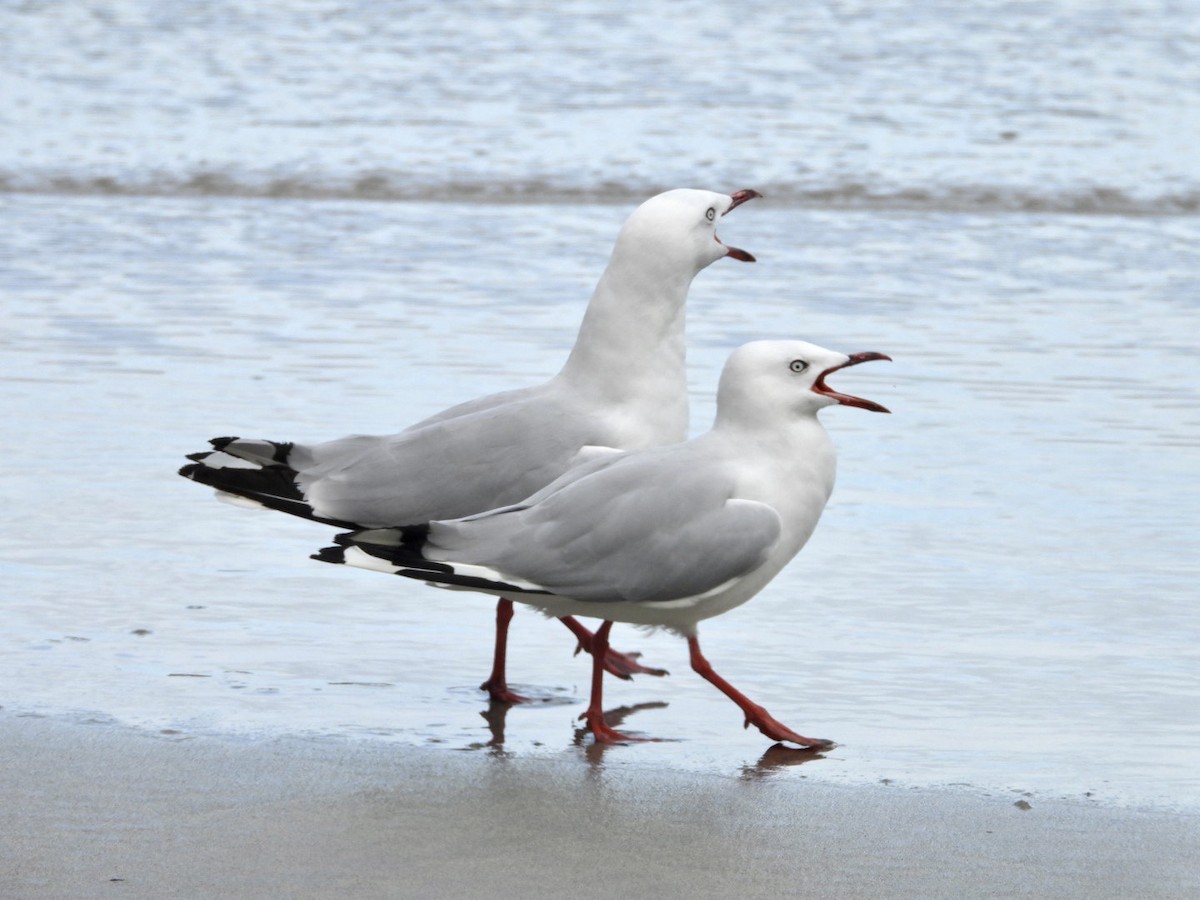 Silver Gull - ML228703801