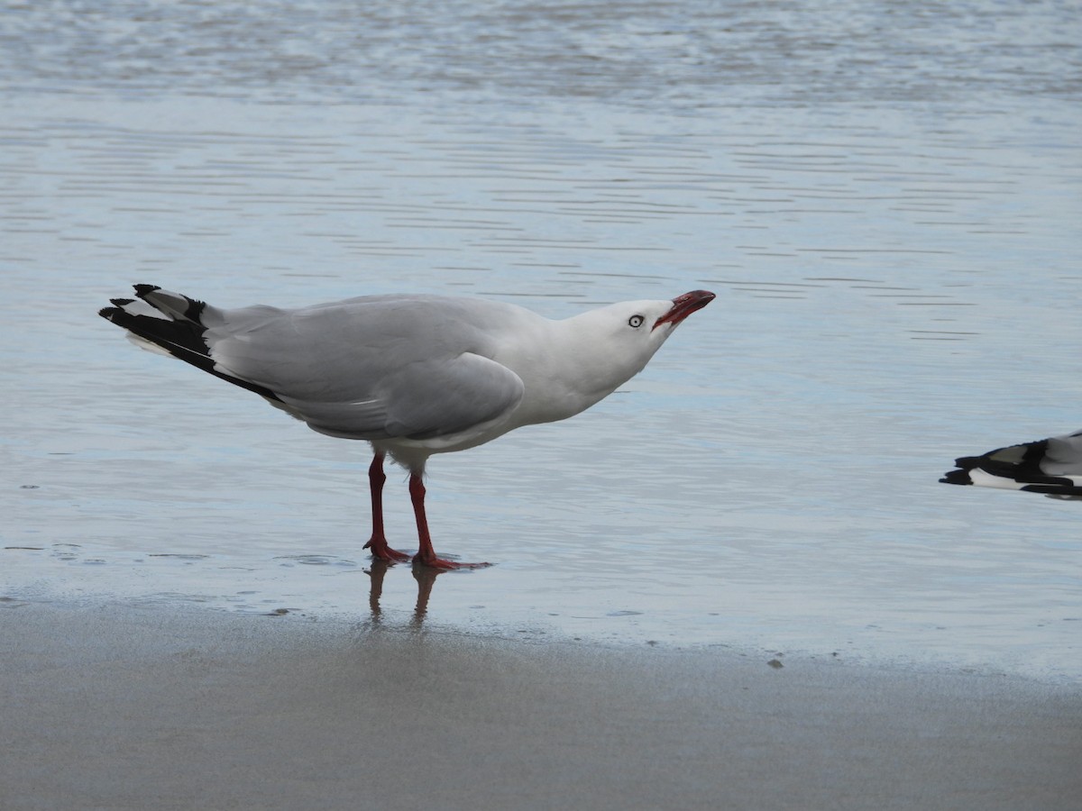 Silver Gull - ML228703811