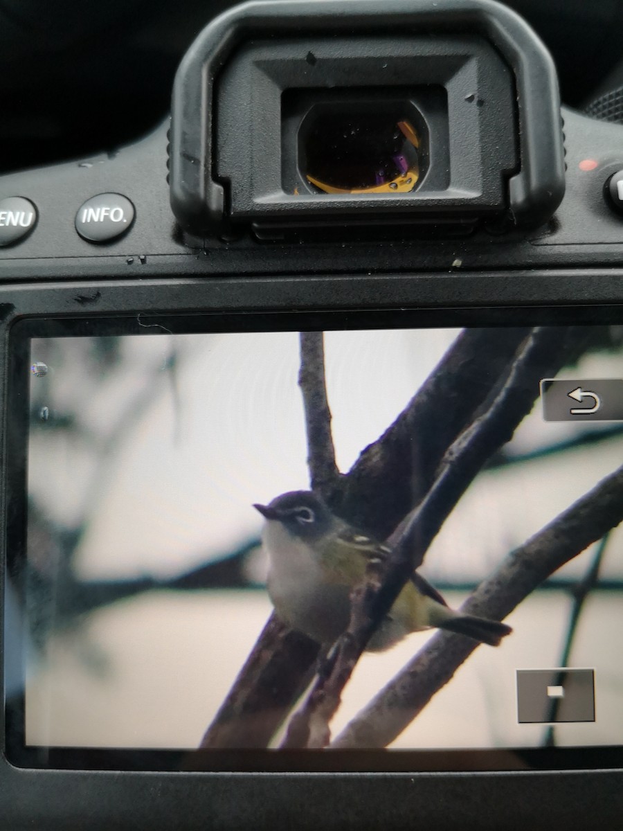 Blue-headed Vireo - ML228703831