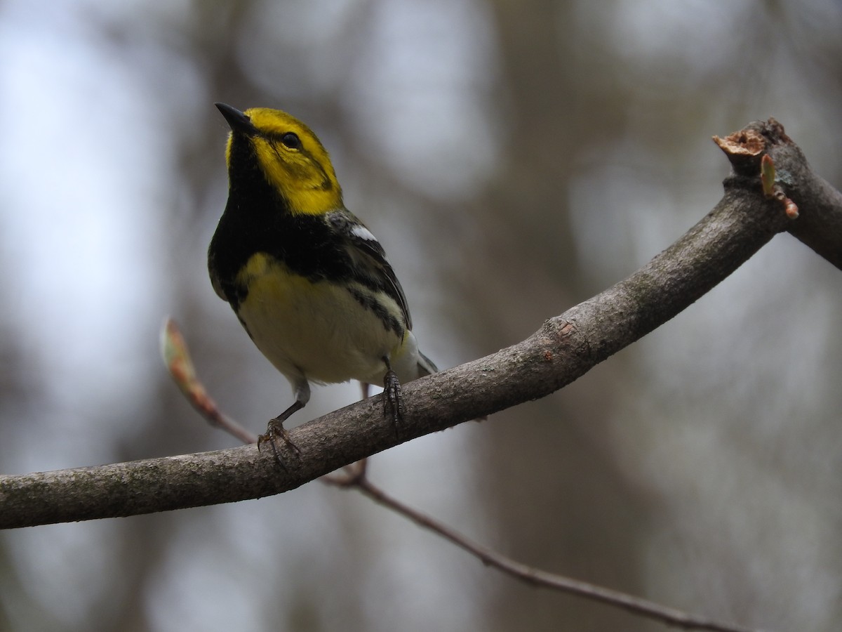 Black-throated Green Warbler - ML228704261