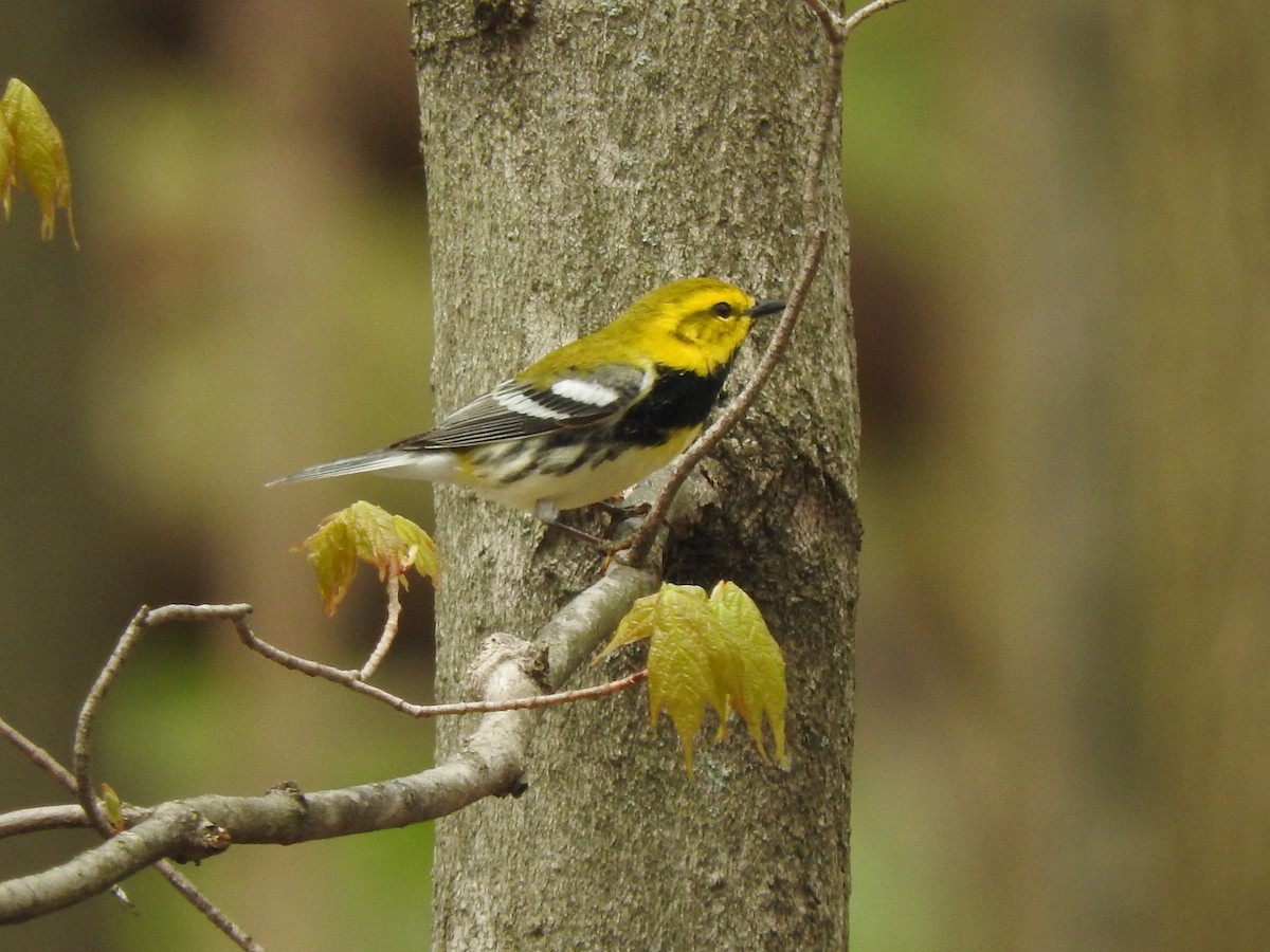 Black-throated Green Warbler - Mark Tomecko