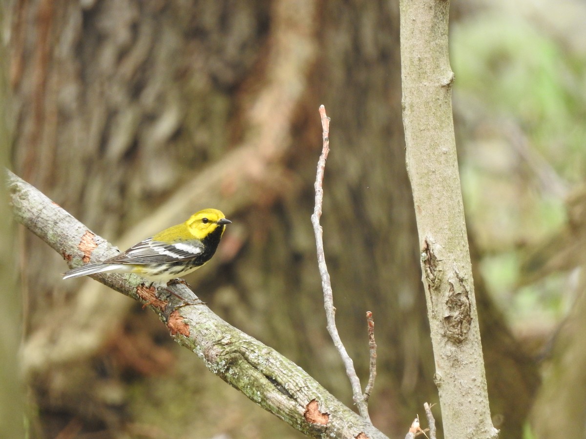 Black-throated Green Warbler - ML228704301