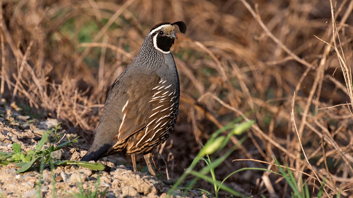 Galeper kaliforniarra - ML228704511