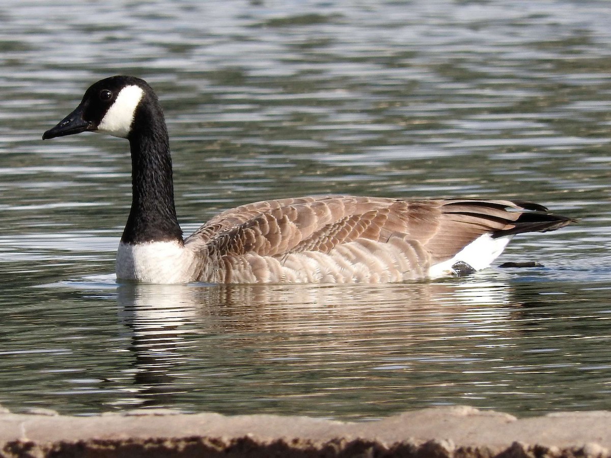 Canada Goose - Paul Suchanek