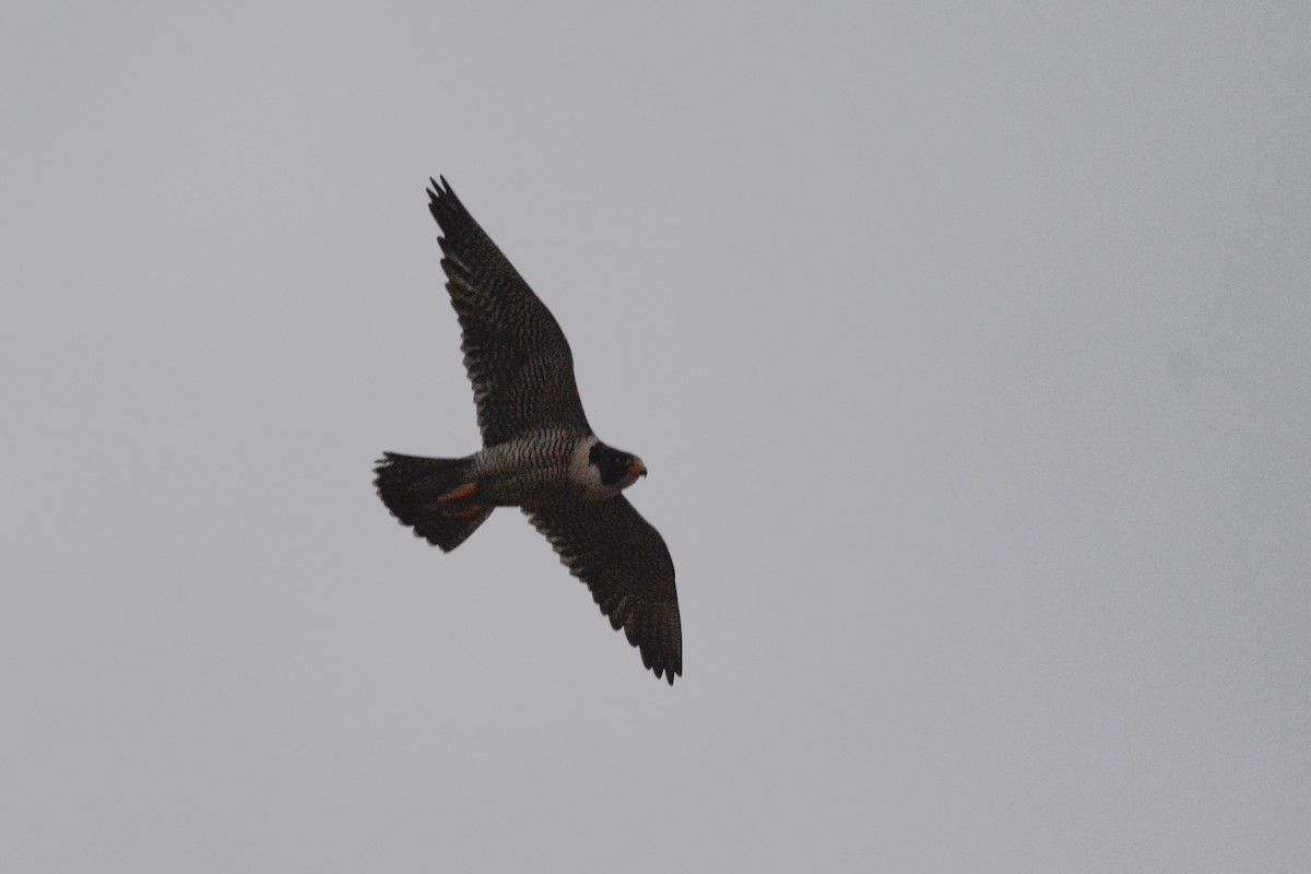 Peregrine Falcon - Pablo Brandolin