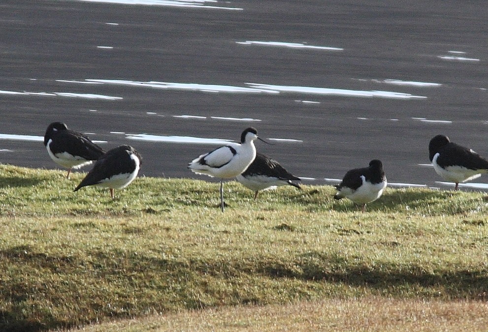 Pied Avocet - ML228711451