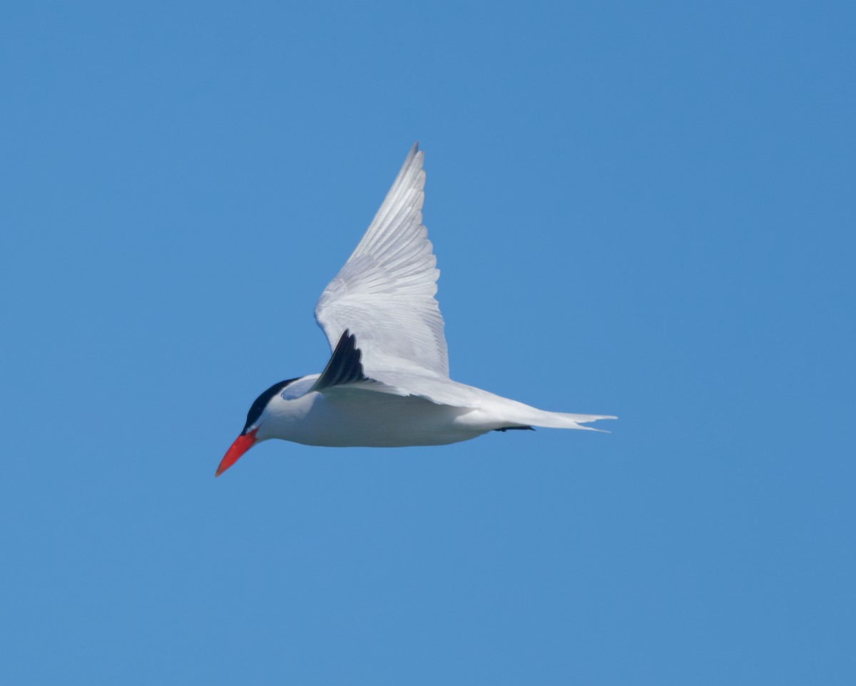 Caspian Tern - ML228712021