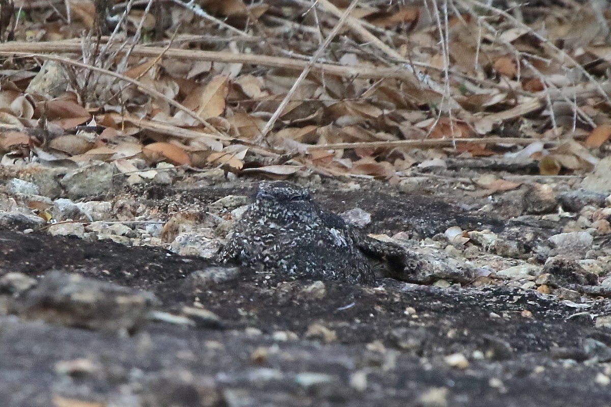 Pygmy Nightjar - Fabio Olmos