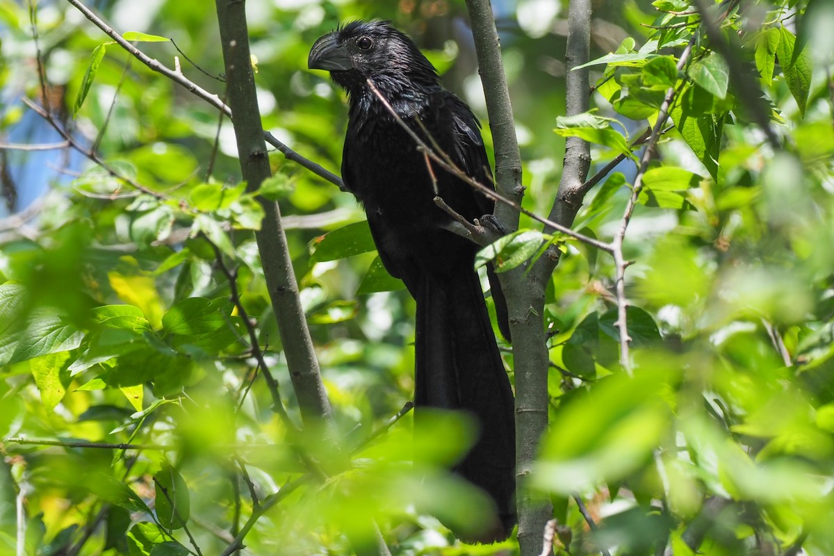 Groove-billed Ani - dean anderson