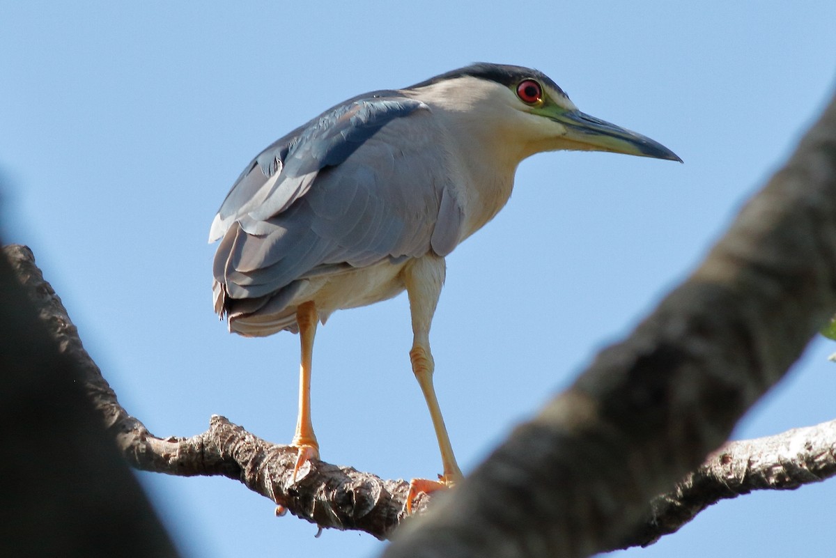 Black-crowned Night Heron - ML228717701