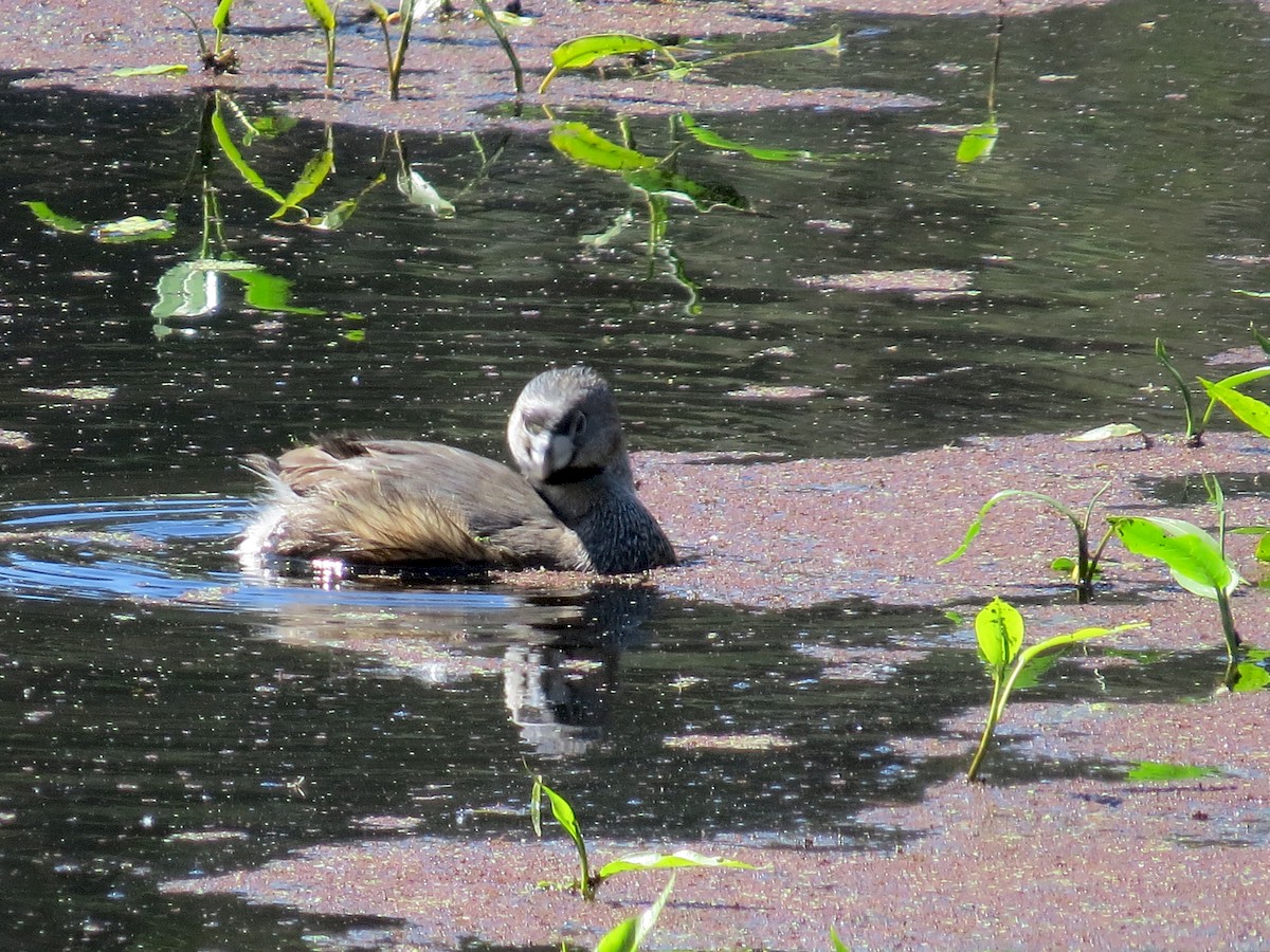 Pied-billed Grebe - ML228719171