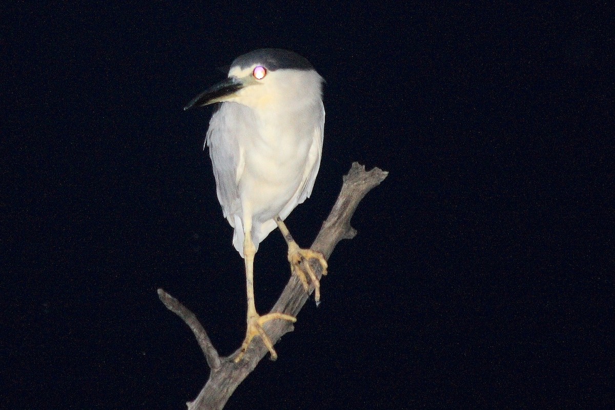 Black-crowned Night Heron - ML228720451