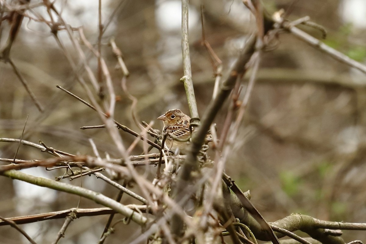 Grasshopper Sparrow - Connor  Vara