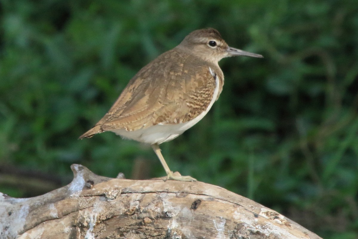 Common Sandpiper - Fabio Olmos