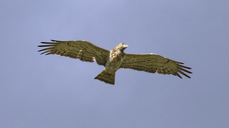 Short-toed Snake-Eagle - ML228723161