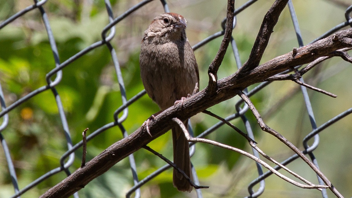 Rufous-crowned Sparrow - ML228725241