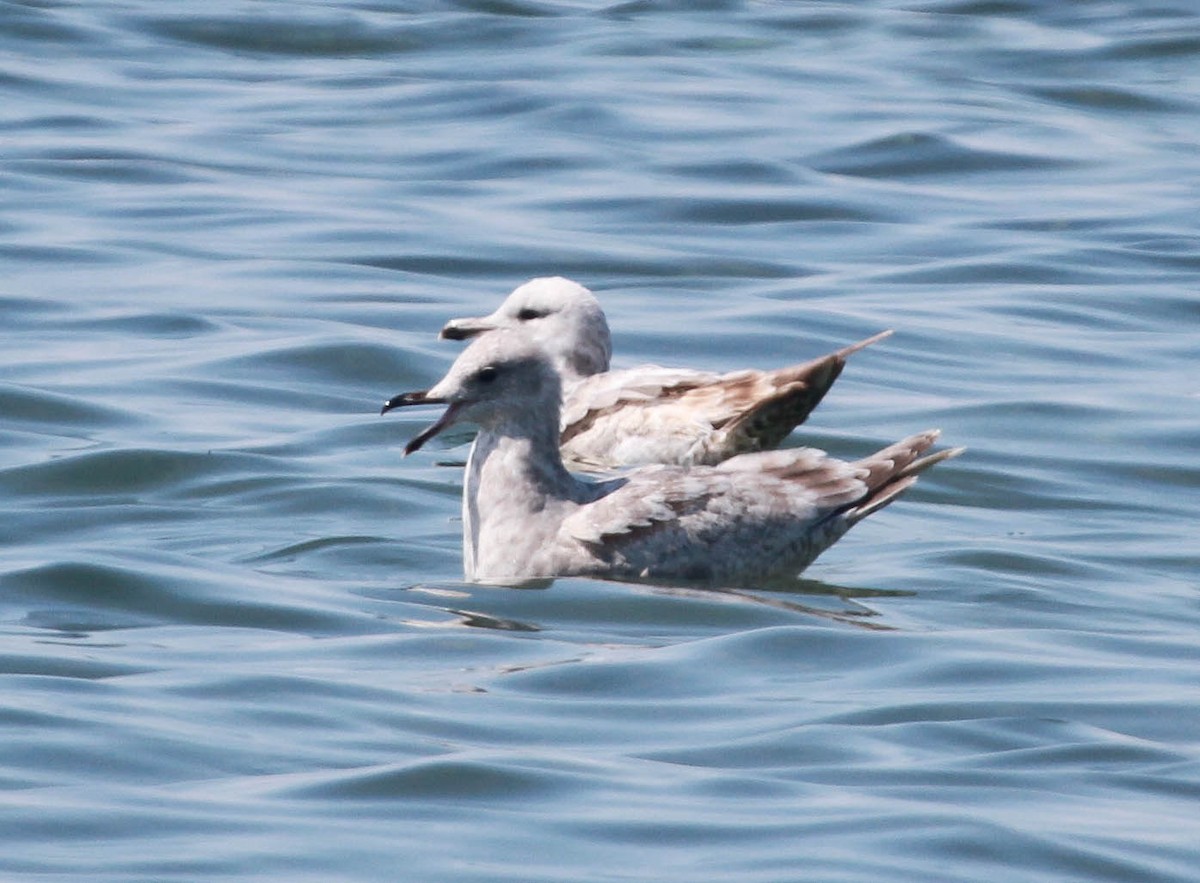 Iceland Gull (Thayer's) - ML228725401