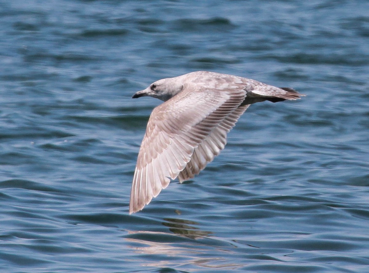 Iceland Gull (Thayer's) - ML228725421