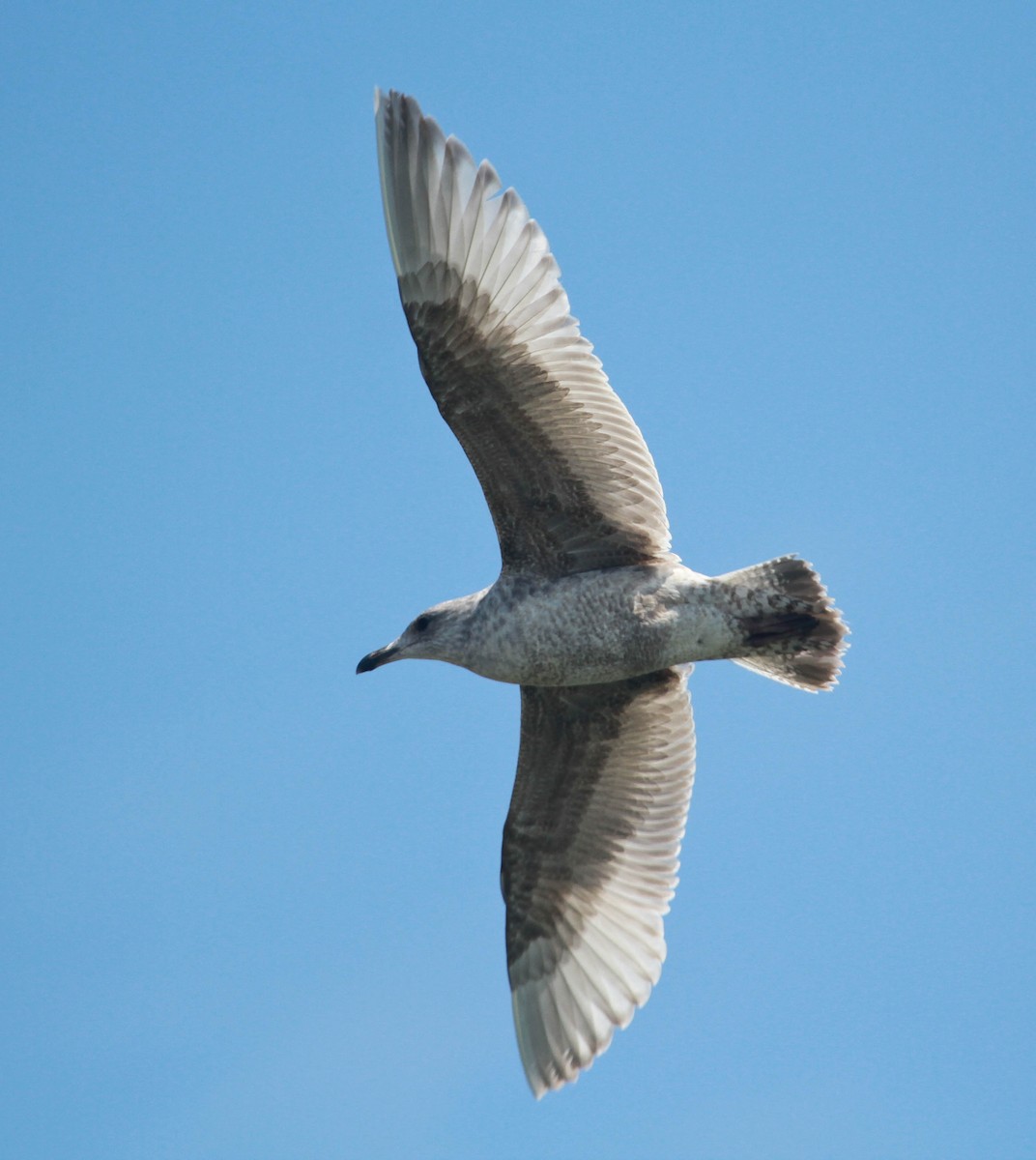 Iceland Gull (Thayer's) - ML228725441