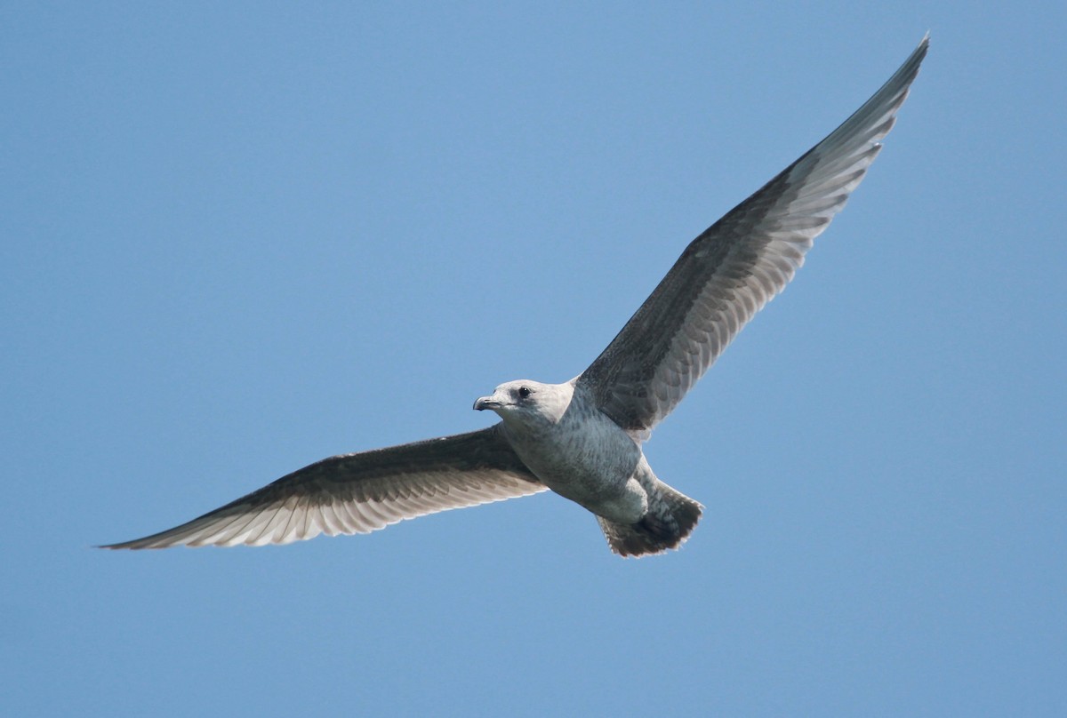 Iceland Gull (Thayer's) - ML228725451