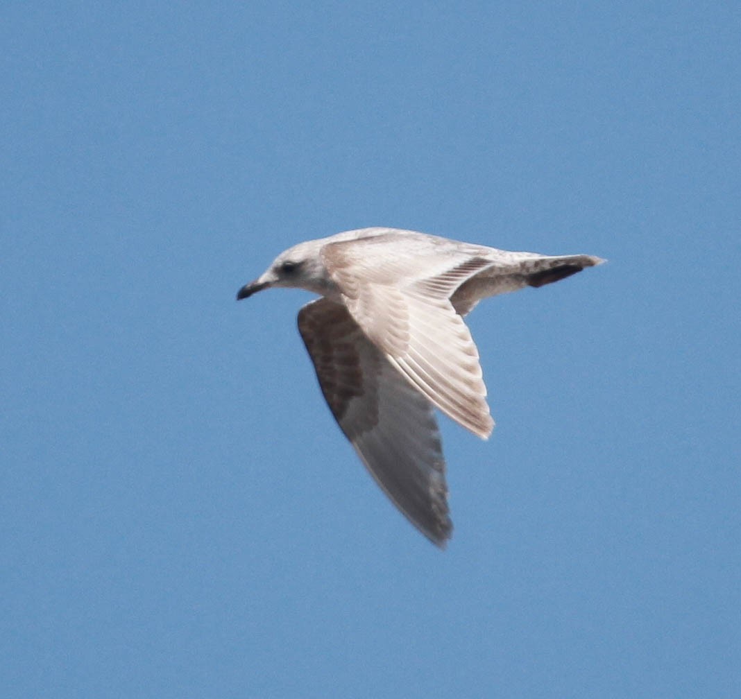 Iceland Gull (Thayer's) - ML228725631