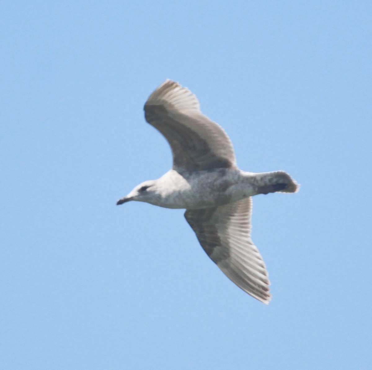 Iceland Gull (Thayer's) - ML228725641