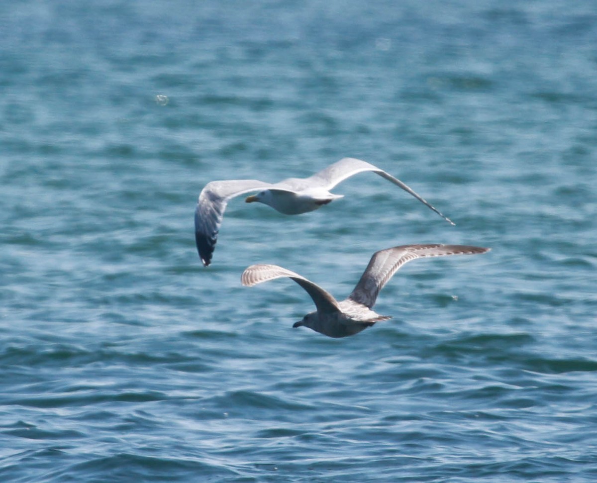 Iceland Gull (Thayer's) - ML228725691