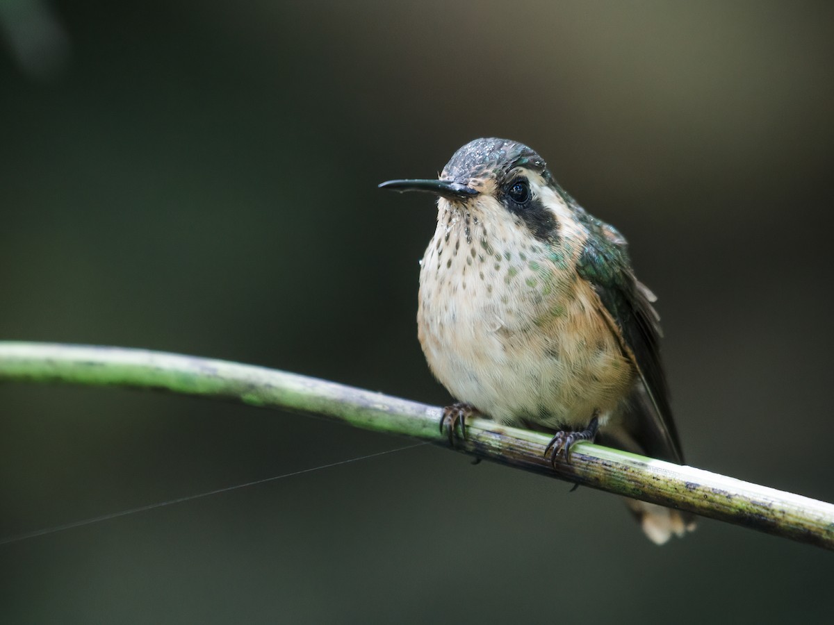 Çilli Kolibri [melanogenys grubu] - ML228727271