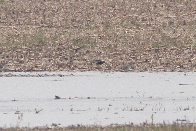 לוחם - ML228728281