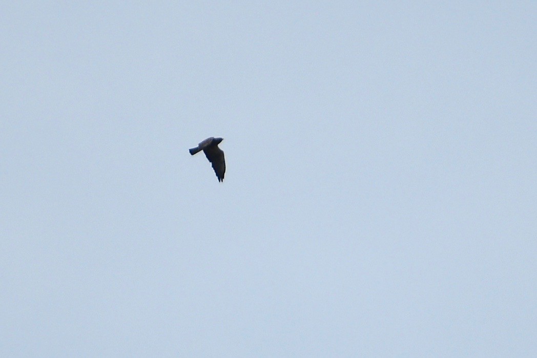 Swainson's Hawk - Will Brooks