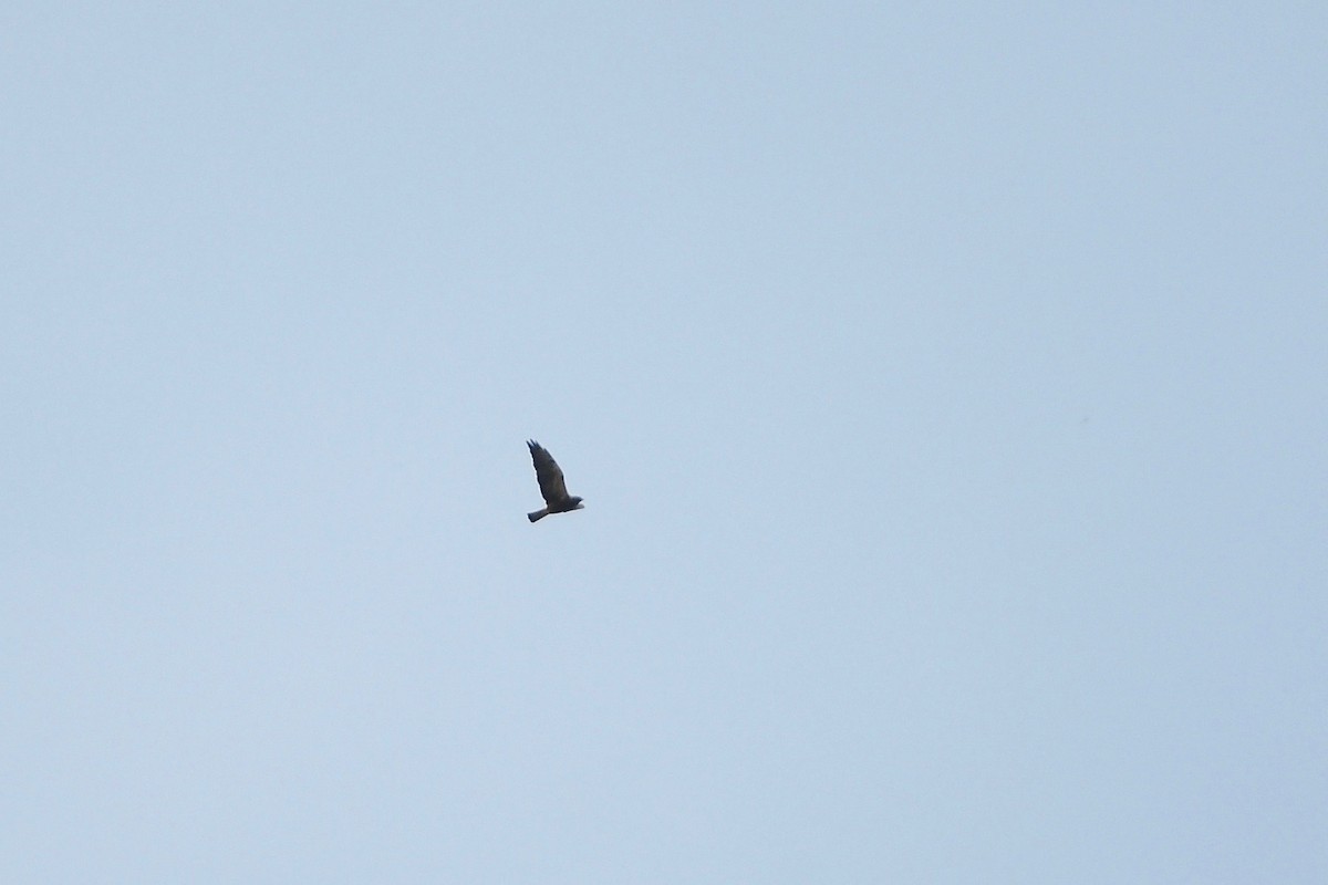 Swainson's Hawk - Will Brooks