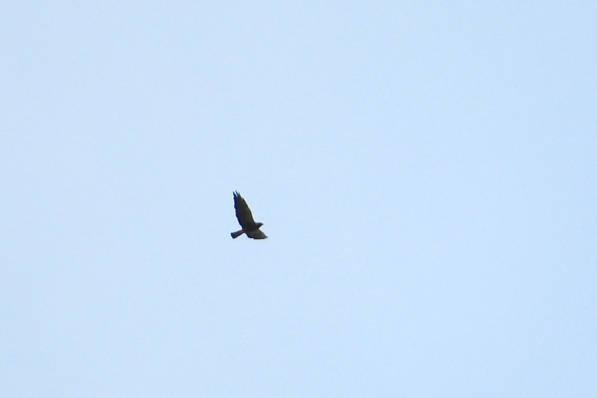 Swainson's Hawk - Will Brooks