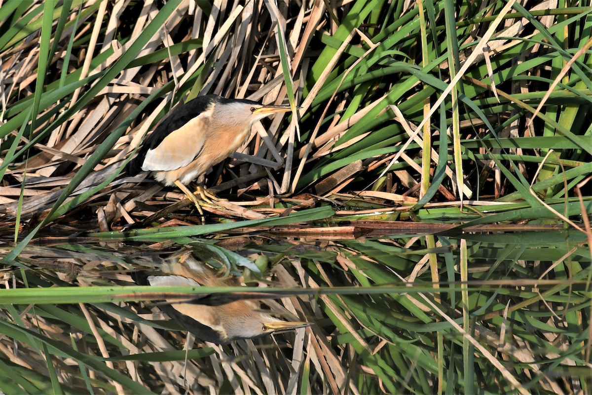 Little Bittern - Haldun Savaş
