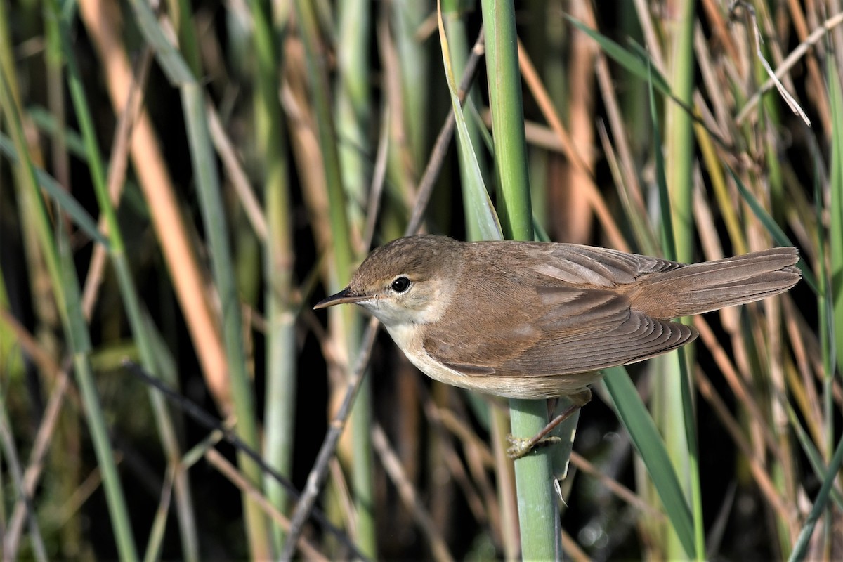Common Reed Warbler - Haldun Savaş