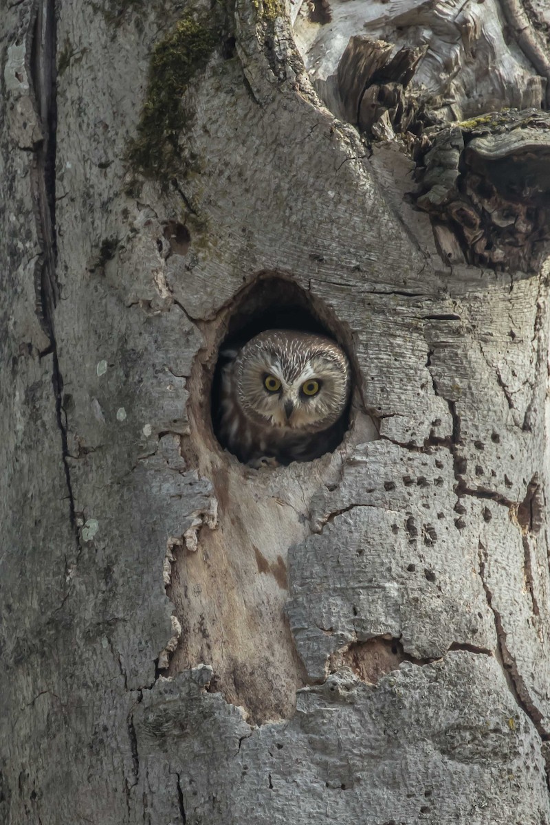 Northern Saw-whet Owl - ML228730931