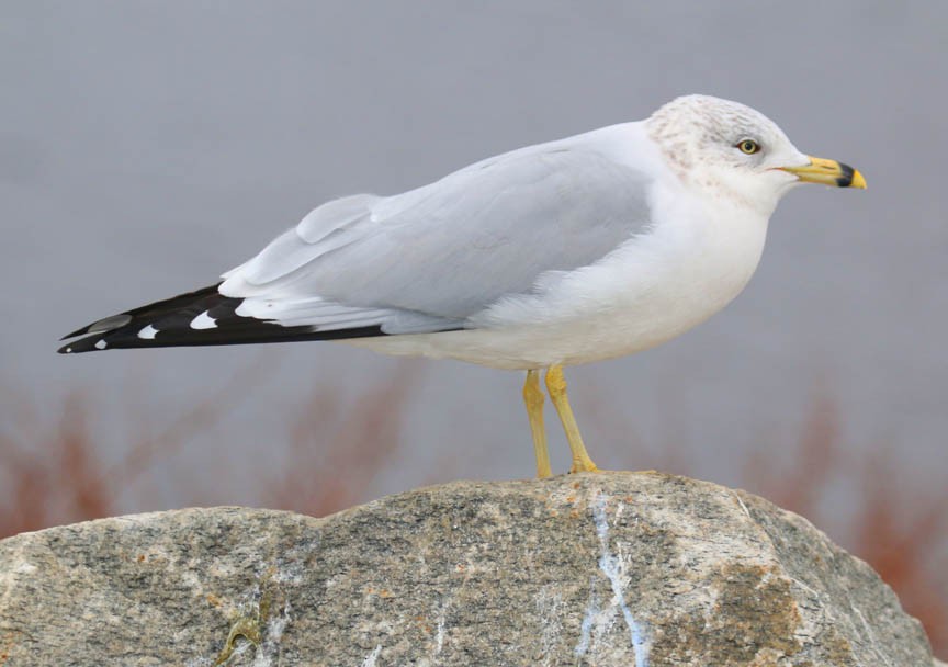 Ring-billed Gull - ML22873111