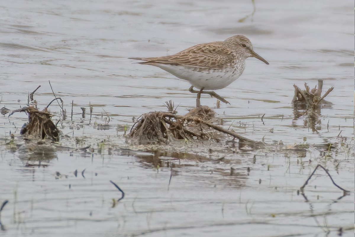 White-rumped Sandpiper - Rick Wilhoit